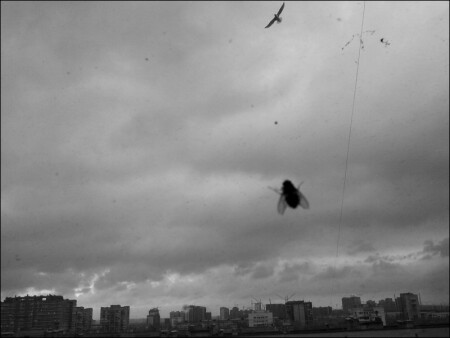 грачи прилетели **