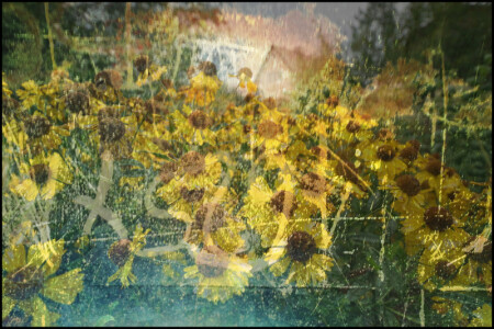 подсолнухи