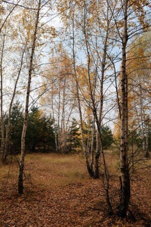 Картинки из леса