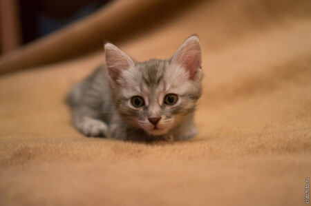 О, этот неизведанный новый мир!