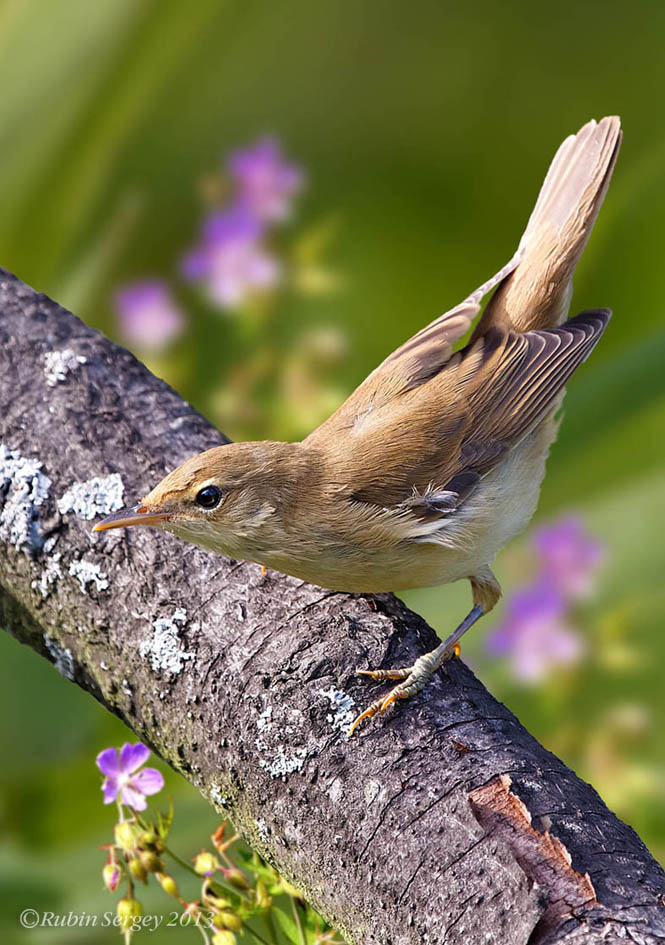 Болотная камышовка, Acrocephalus palustris