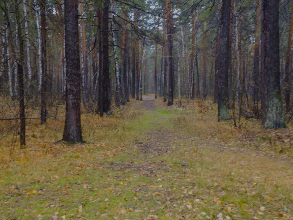 осень не в фокусе