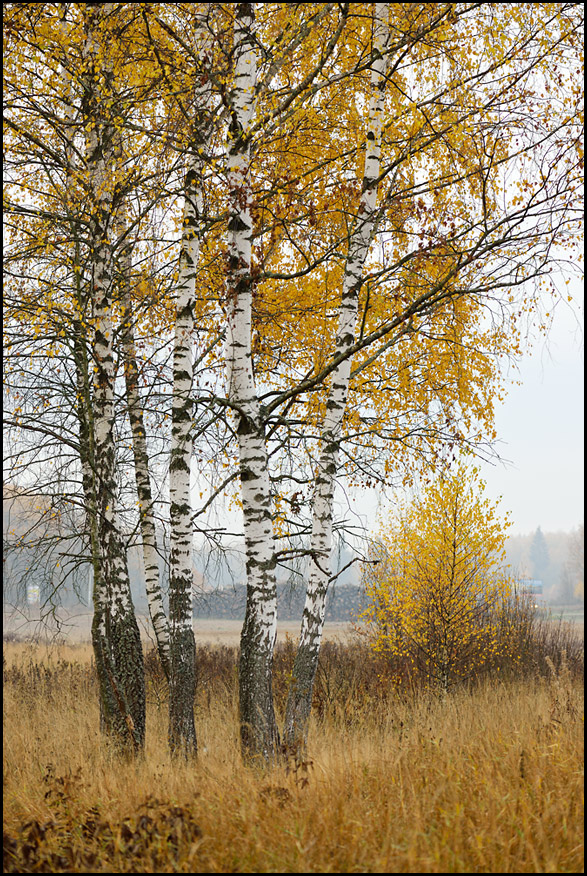 Осеннее золото