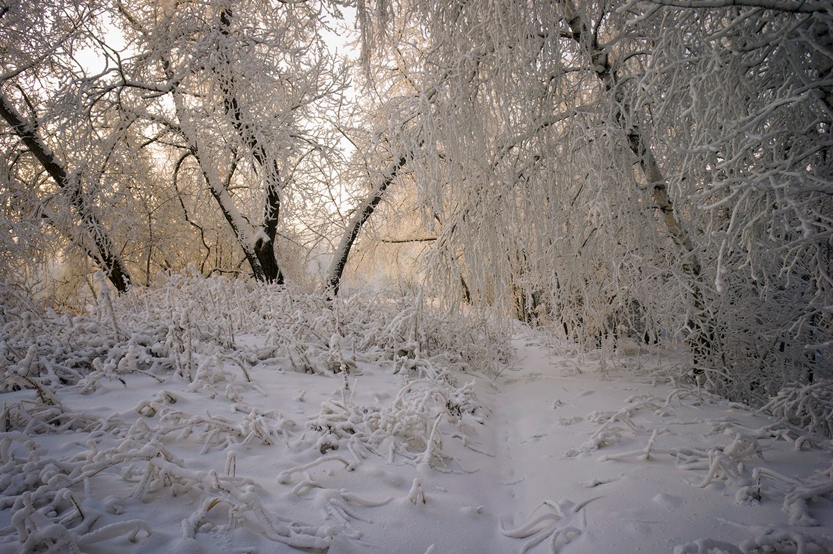 Кружева зимы