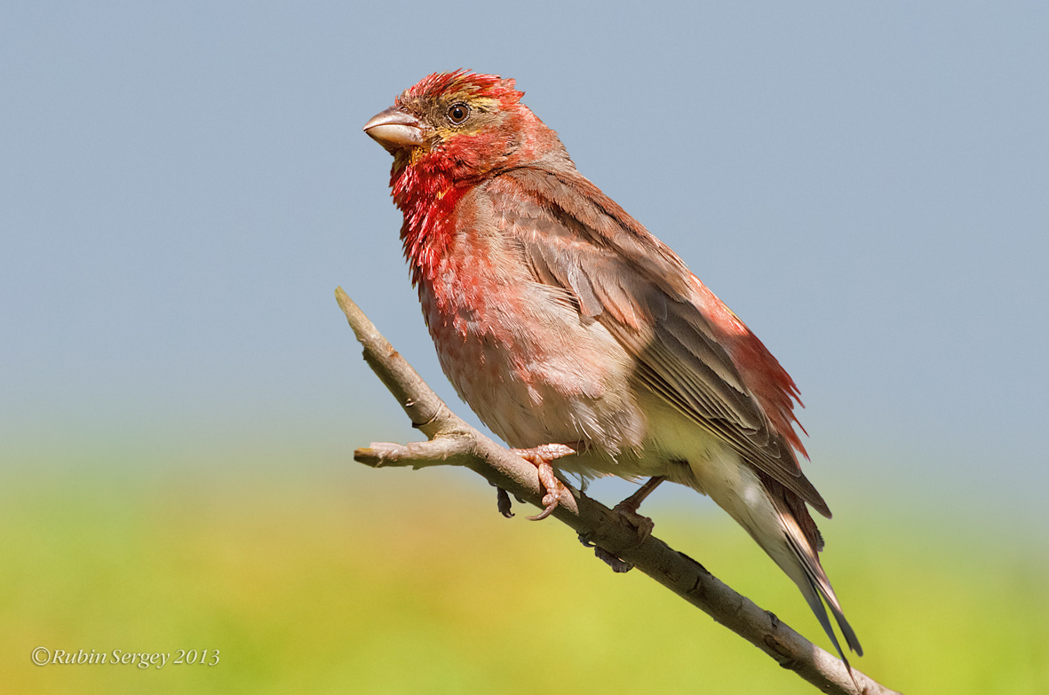 Чечевицмэн (самец чечевицы), Carpodacus erythrinus