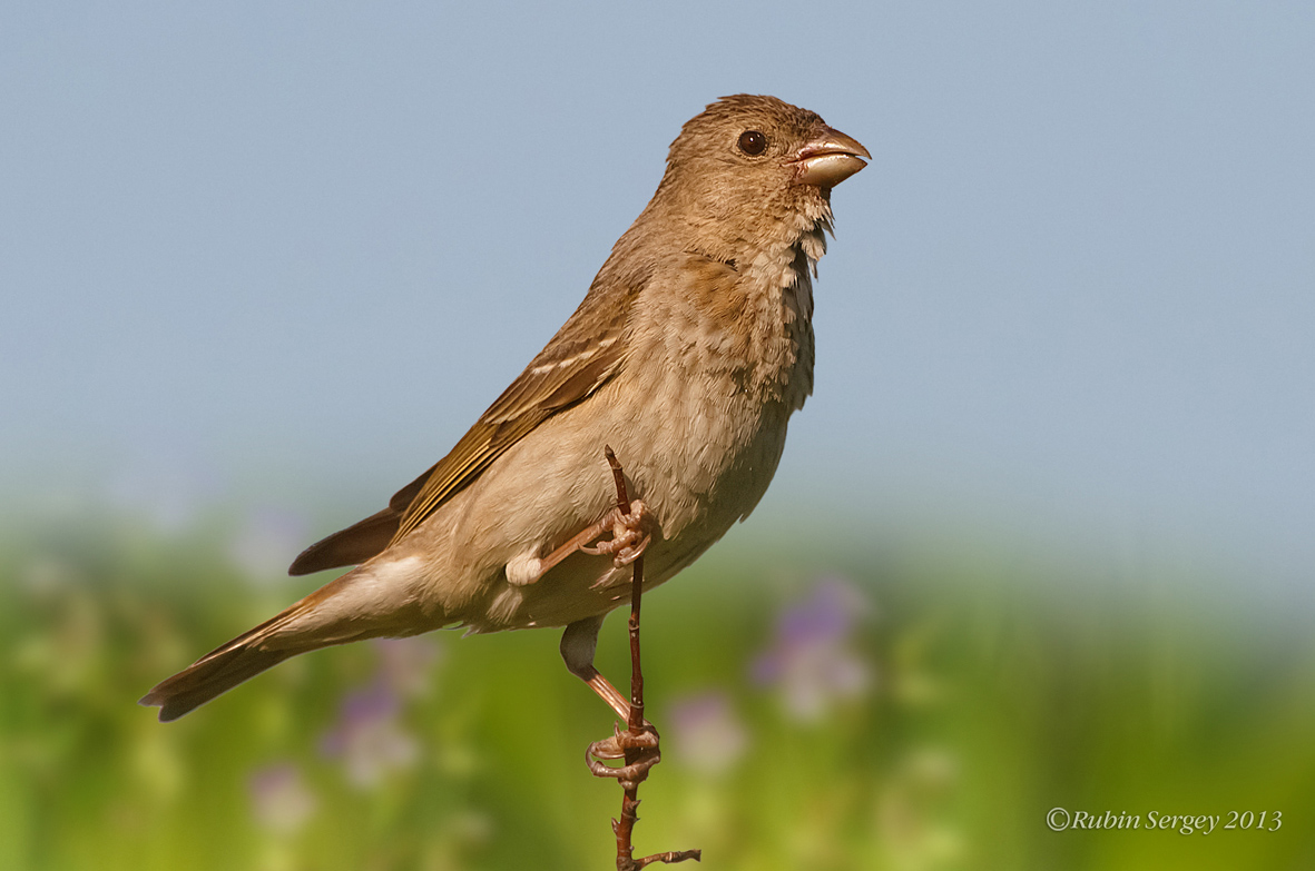 Самка чечевицы, Carpodacus erythrinus