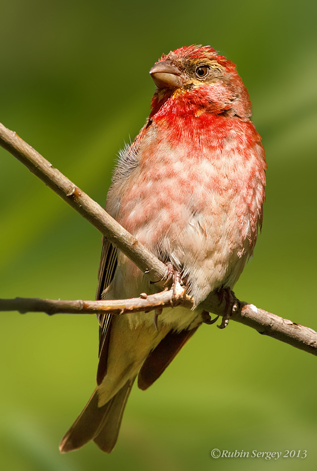 Чечевица (самец чечевицы), Carpodacus erythrinus