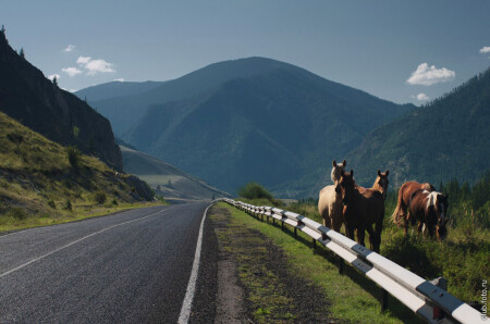 Отставные Чуйского тракта