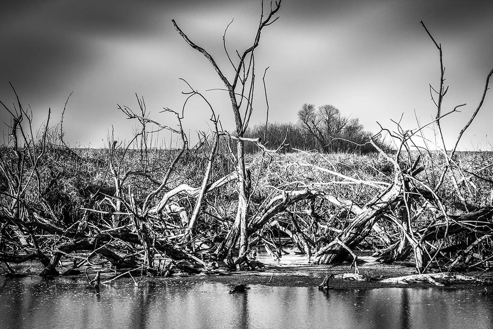 BW_Dead_Trees