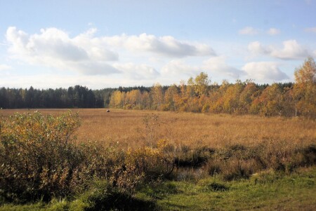 клюква поспела