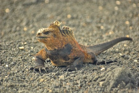 Игуана с острова Изабелла