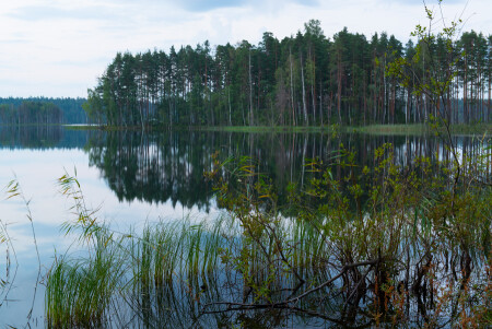 На лесном озере