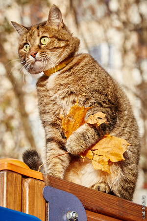 Празднует осень бал прощанья.Но у судьбы не ждет пощады лист