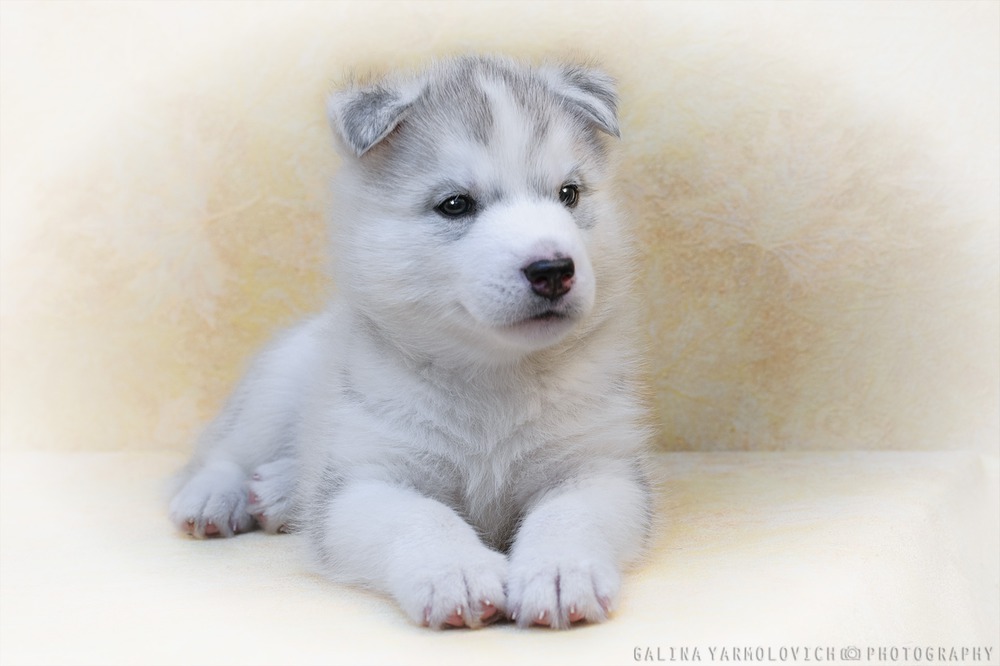 husky puppy