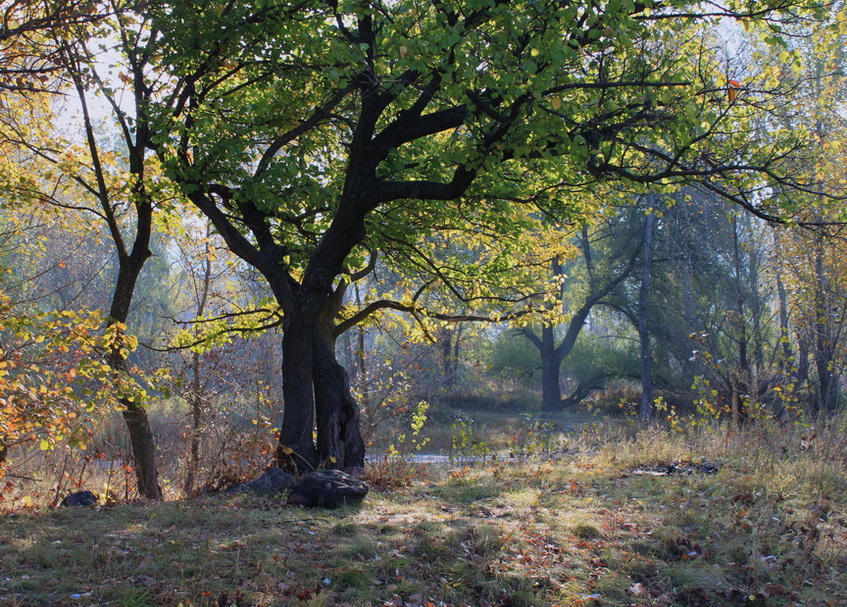 В осеннем лесу.