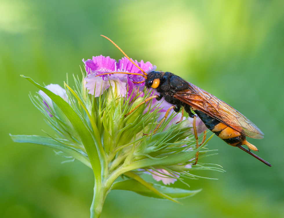 Urocerus gigas