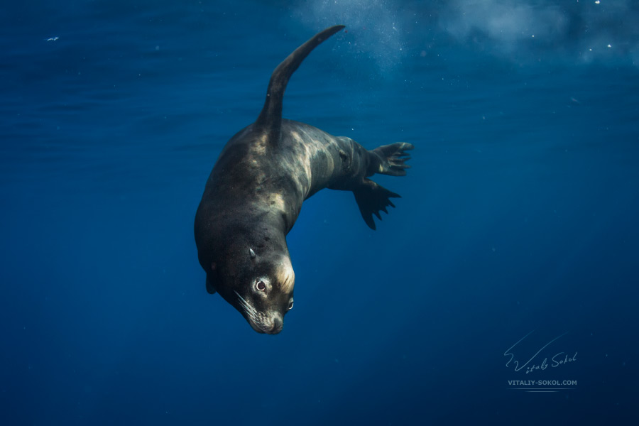 California Sea Lion underwarter