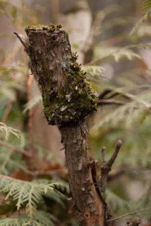 Дерево, перетянутое проволокой.