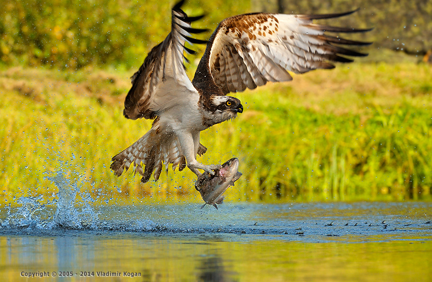 Osprey Catching fish