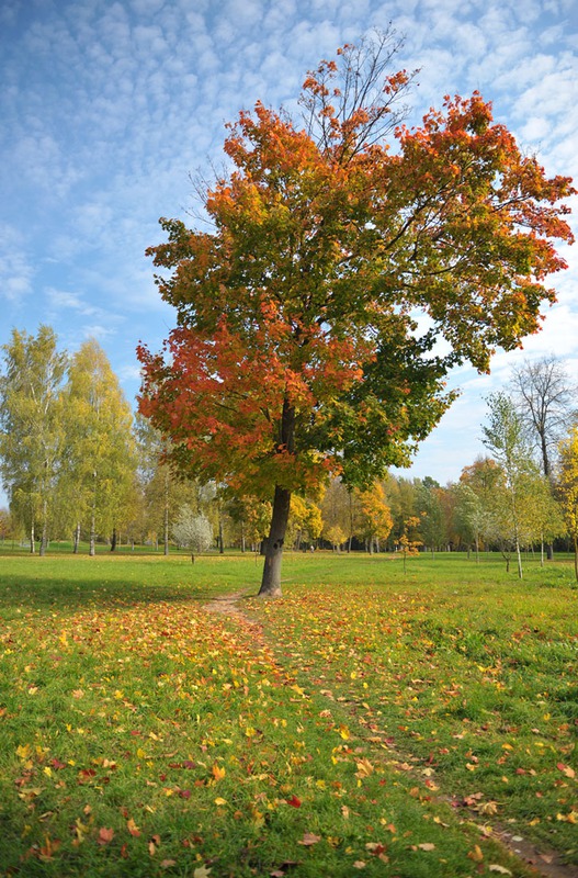 Краски Осени (Дорога к клёну)