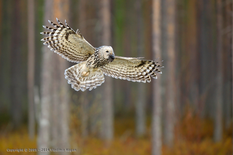 Ural Owl in flight