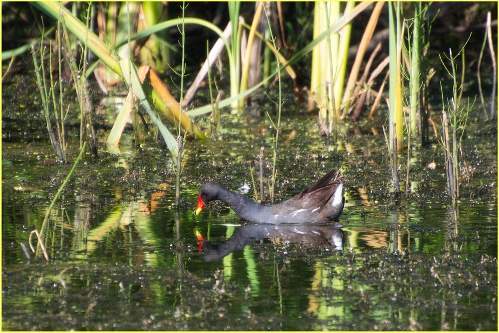 Камышница (Gallinula chloropus)