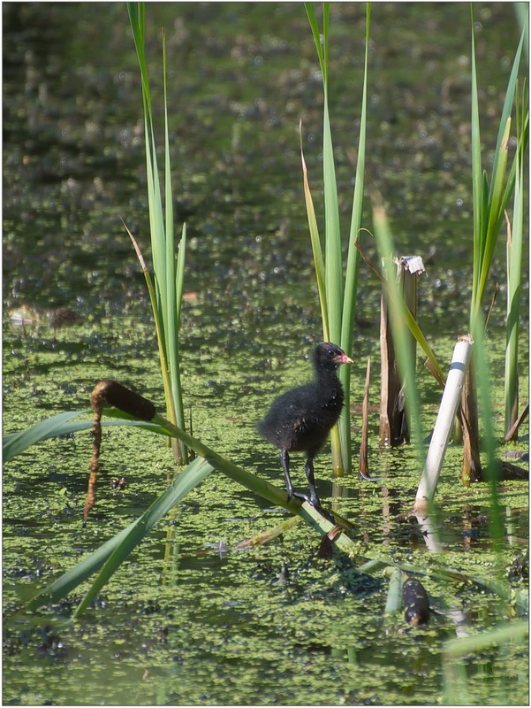 Камышница (Gallinula chloropus) птенец