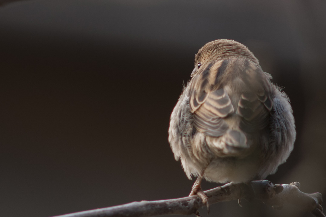 Sparrow