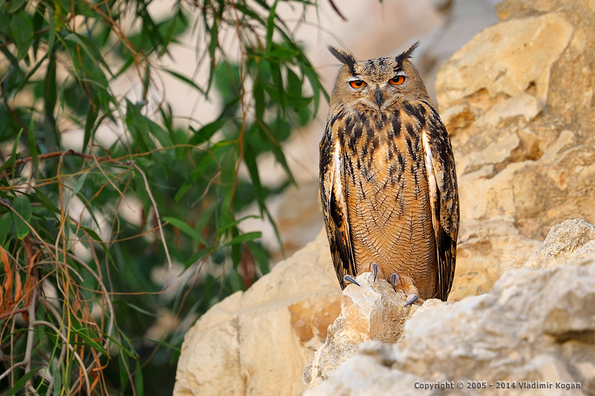 Eagle Owl