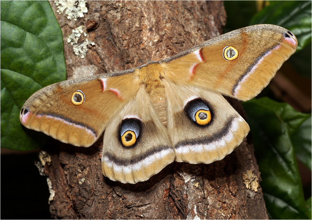 Antherea polyphemus - Павлиноглазка полифем