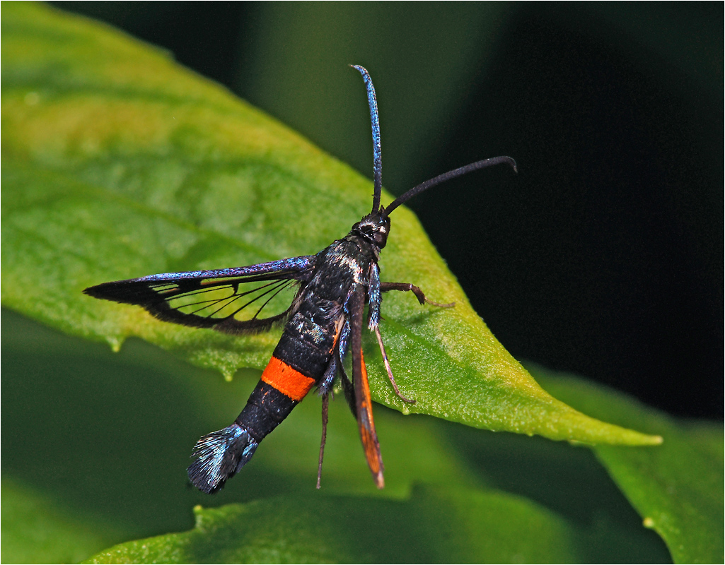 Synanthedon myopaeformis - Стеклянница ябл