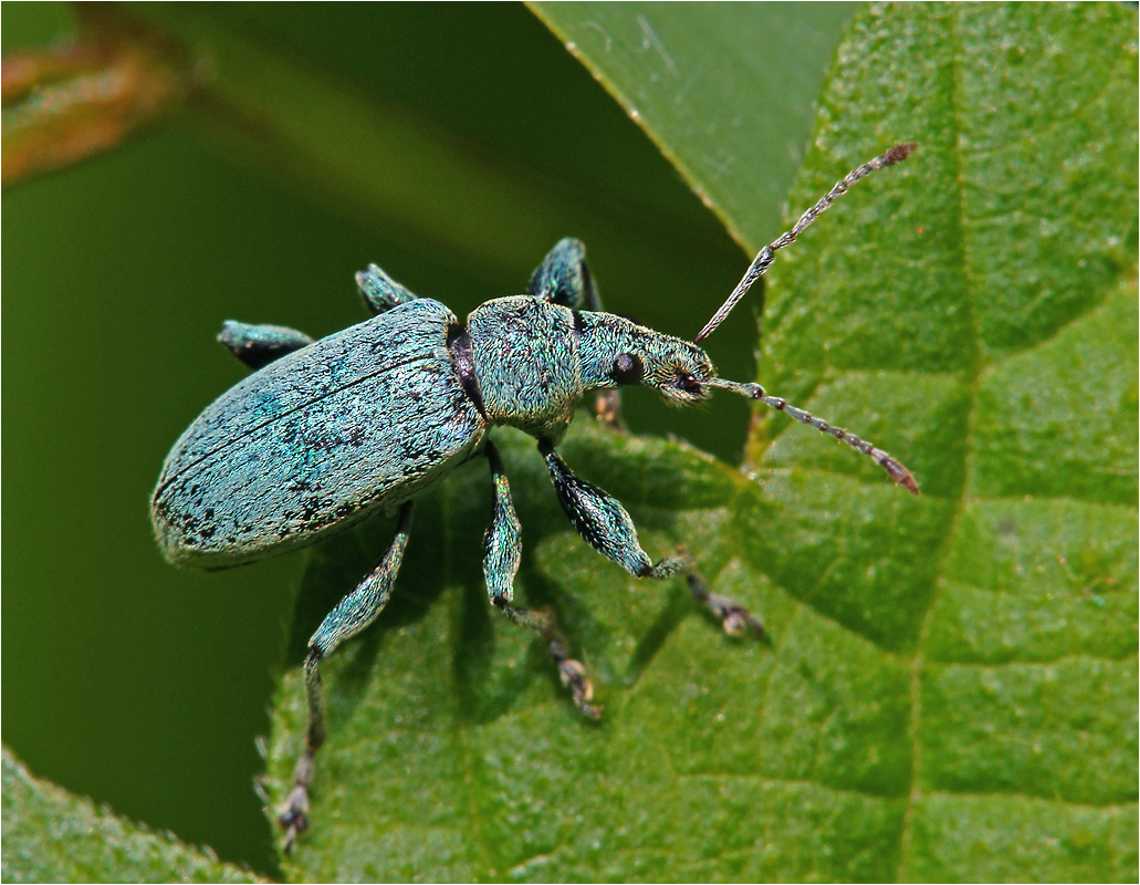 Phyllobius pomaceus - Долгоносик крапивный