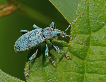 Phyllobius pomaceus - Долгоносик крапивный