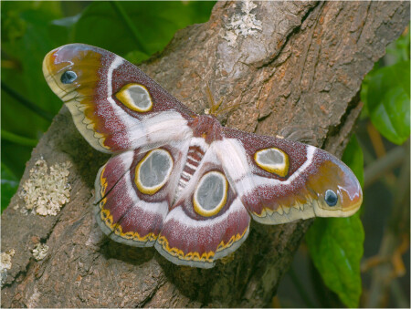 Epiphora bauhiniae - Павлиноглазка