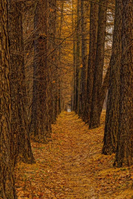 осень в парке