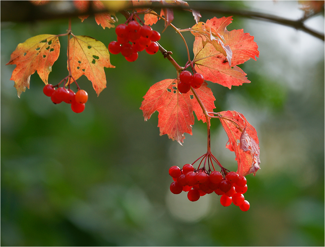 Viburnum opulus - Калина красная