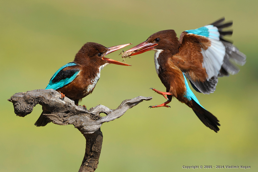 White throated kingfisher Feeding