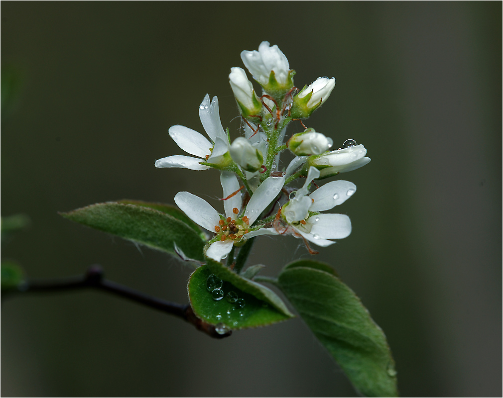 Amelanchier spicata - Ирга колосистая