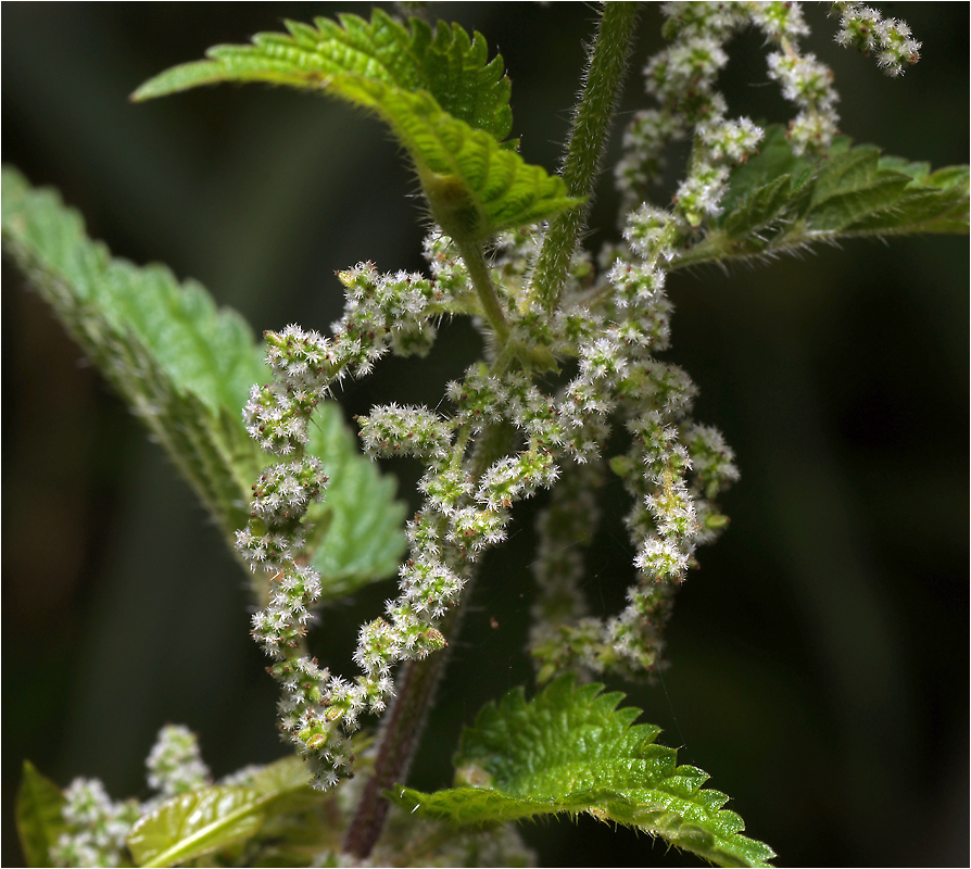 Urtica dioica - Крапива двудомная.