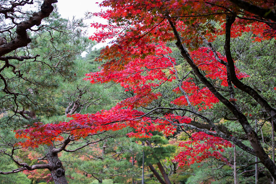 Япония. Момиджи в Киото, Ginkaku-ji