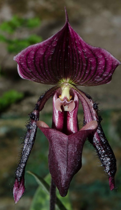 Орхидея Paphiopedilum Hsinying Web