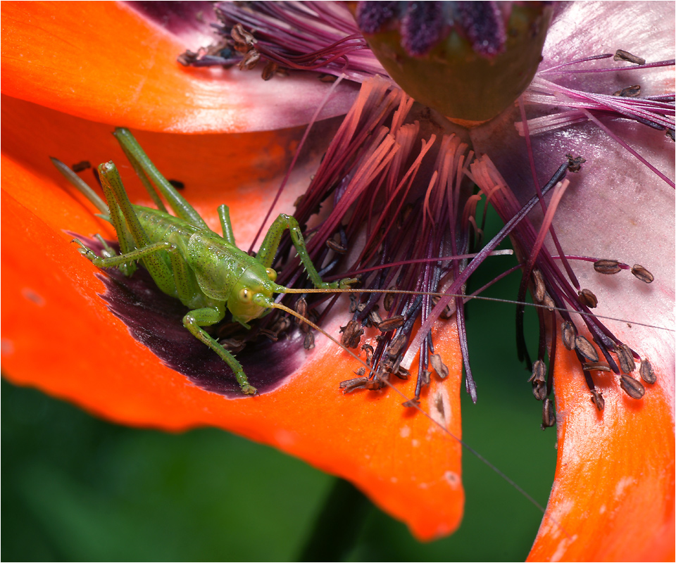 Tettigonia cantans - Кузнечик певчий.