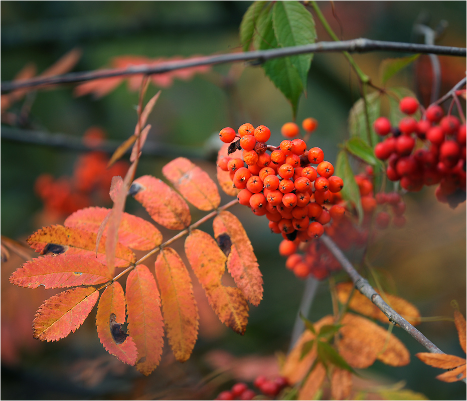 Sorbus aucuparia - Рябина обыкновенная.