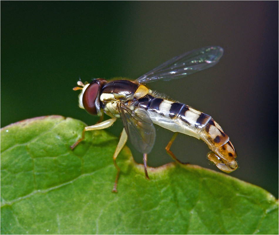 Sphaerophoria scripta - Шароноска украшенна