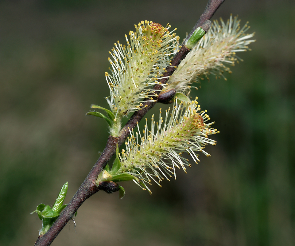 Salix myrsinifolia - Ива мирзинолистная