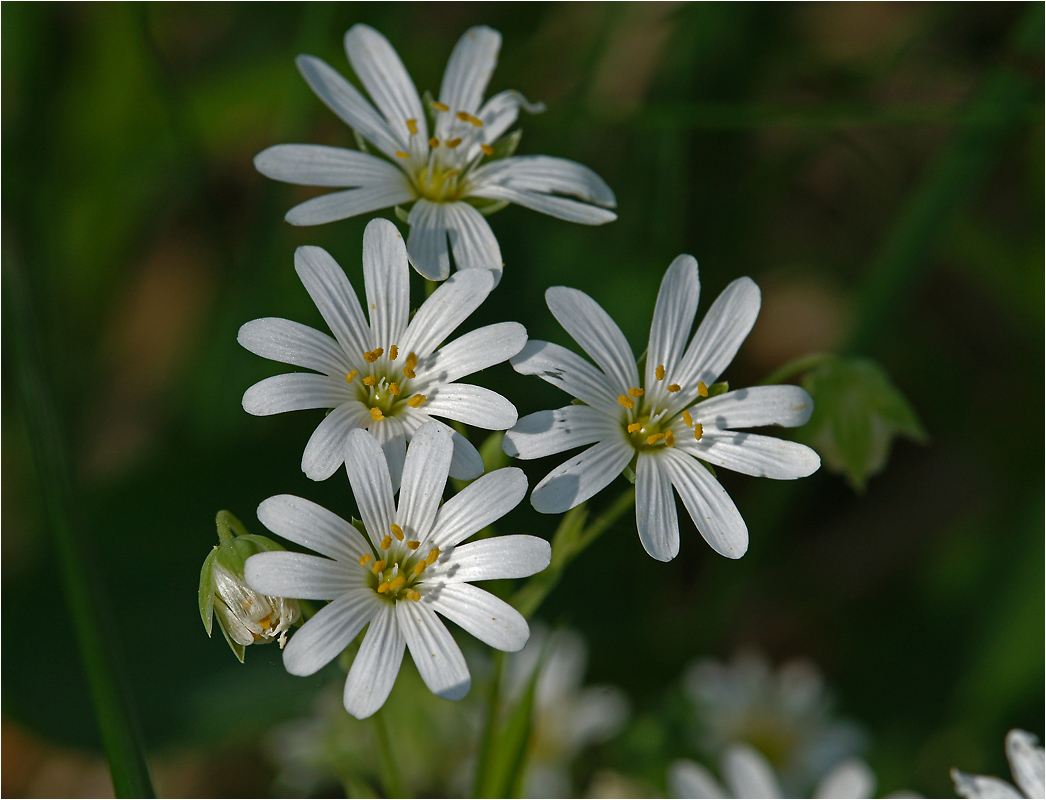 Stellaria holostea - Звездчатка жестколистая.