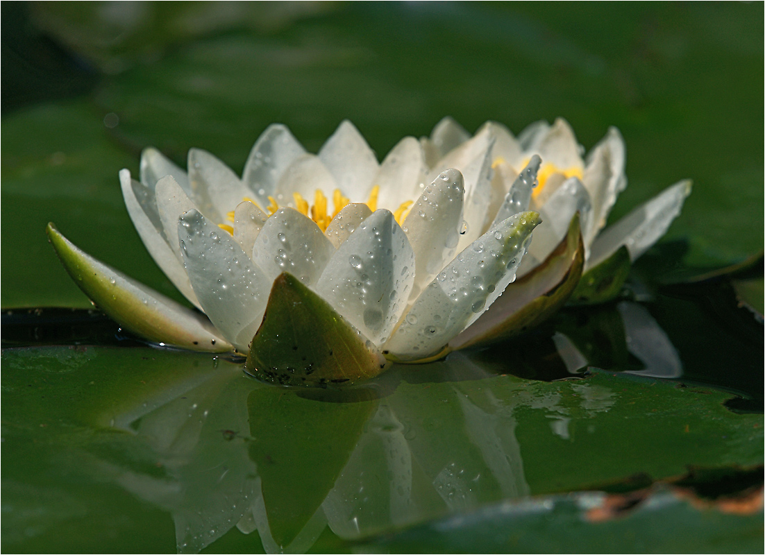 Nymphaea candida - Кувшинка белоснежная.