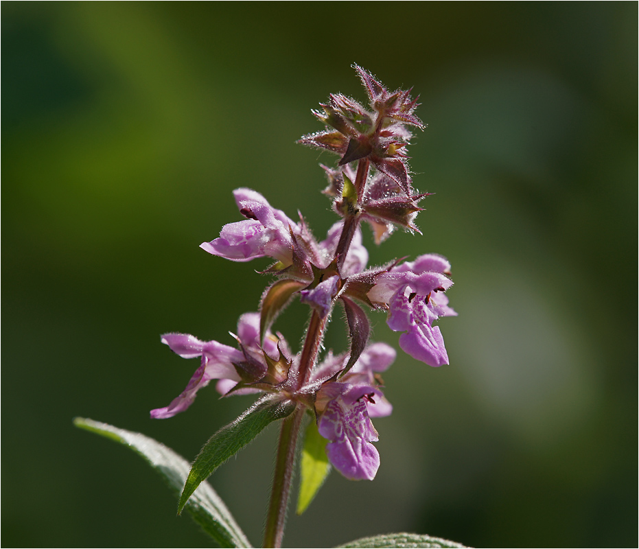 Stachys palustris - Чистец болотный