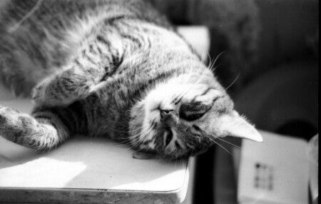 Кошачье лето