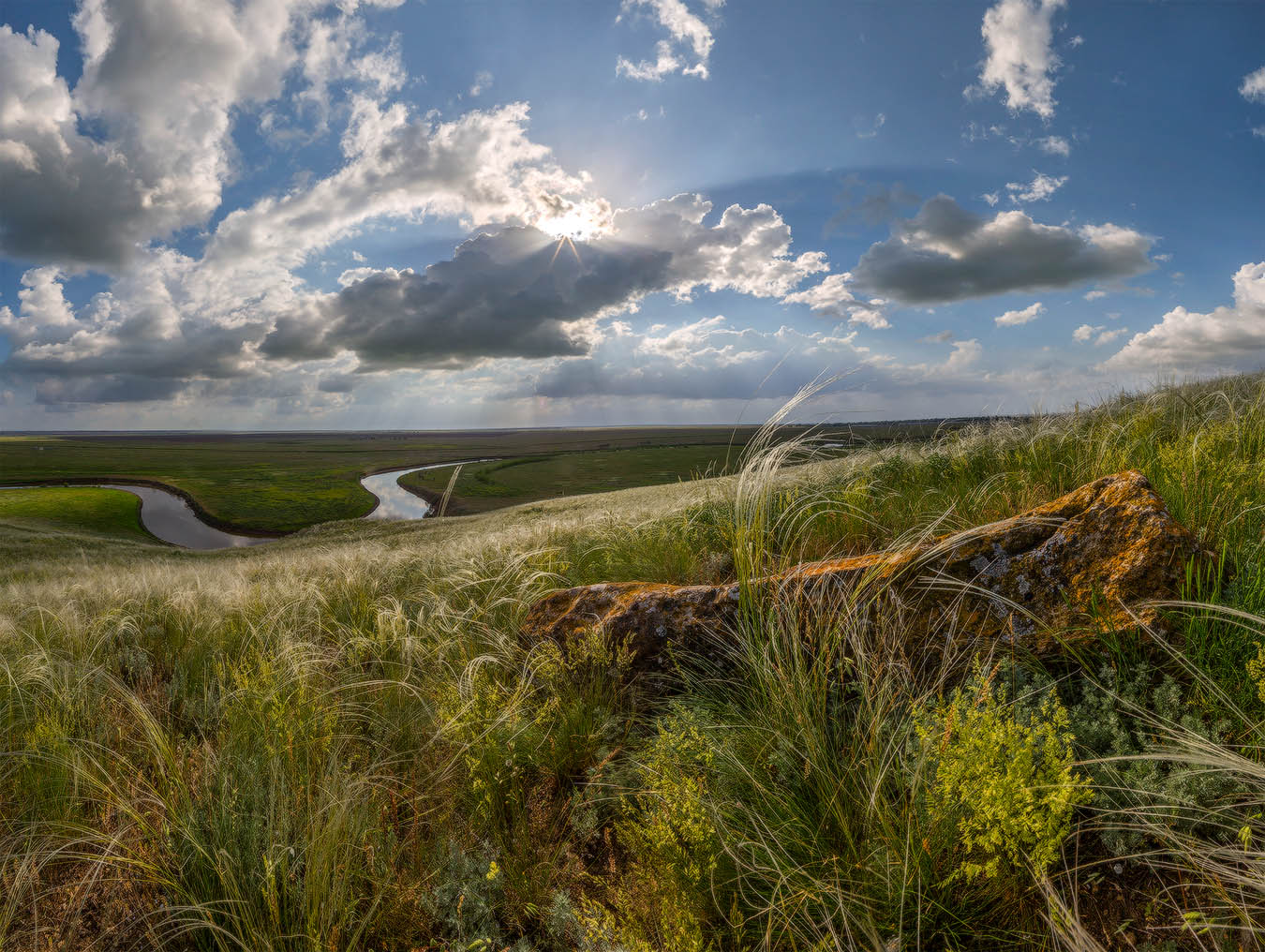 Ковыль.